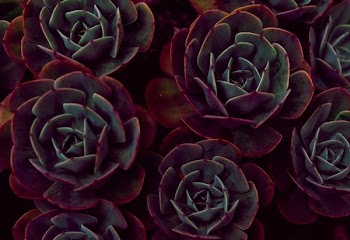 flat-lay photography of purple succulent plants