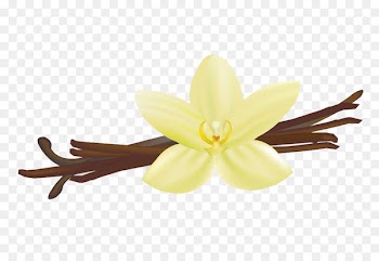 Flat-leaved vanilla Royalty-free Stock photography - Vanilla white 