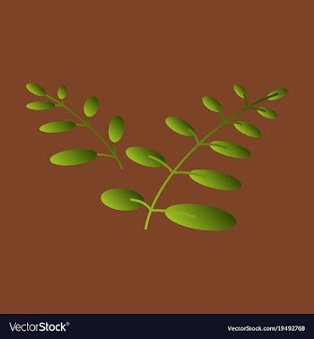 Flat leaves logo template vector image