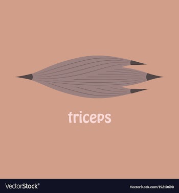 Flat medical of human arm muscles vector image