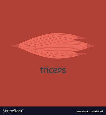 Flat medical of human arm muscles vector image
