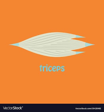 Flat medical of human arm muscles vector image