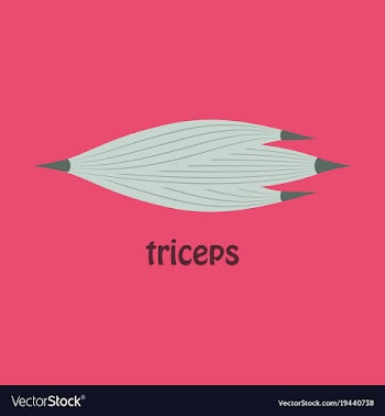 Flat medical of human arm muscles vector image