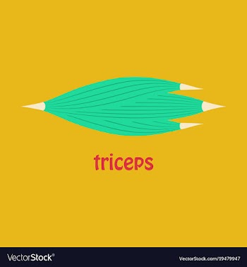 Flat medical of human arm muscles vector image