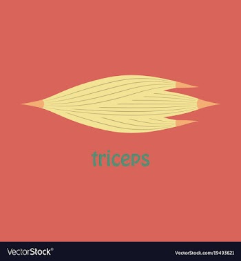 Flat medical of human arm muscles vector image