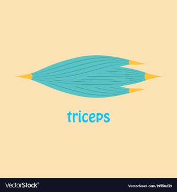 Flat medical of human arm muscles vector image