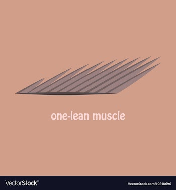 Flat of structure skeletal muscle anatomy vector image
