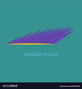 Flat of structure skeletal muscle anatomy vector image