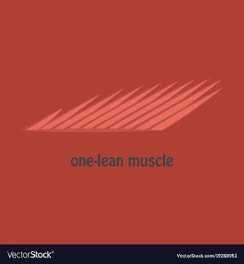 Flat of structure skeletal muscle anatomy vector image