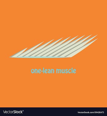 Flat of structure skeletal muscle anatomy vector image