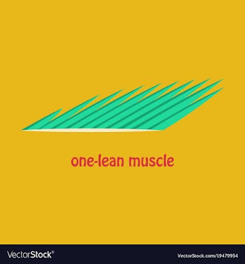 Flat of structure skeletal muscle anatomy vector image