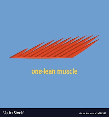 Flat of structure skeletal muscle anatomy vector image