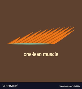 Flat of structure skeletal muscle anatomy vector image