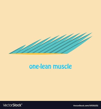 Flat of structure skeletal muscle anatomy vector image