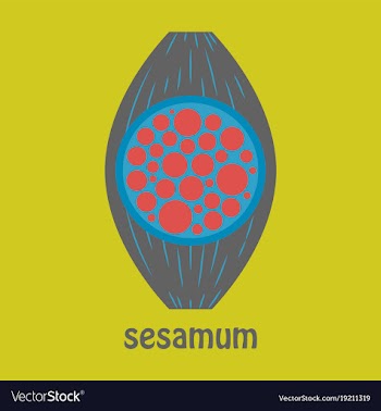 Flat of the normal sesamoid bone external and vector image