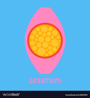 Flat of the normal sesamoid bone external and vector image
