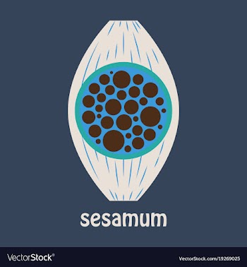 Flat of the normal sesamoid bone external and vector image