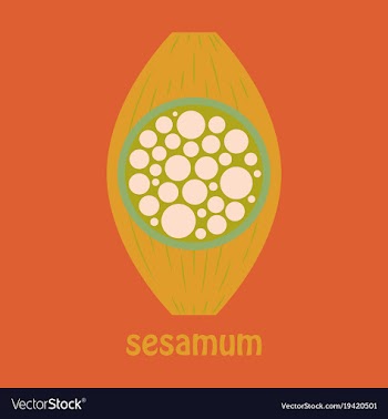 Flat of the normal sesamoid bone external and vector image