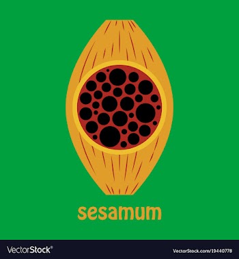Flat of the normal sesamoid bone external and vector image