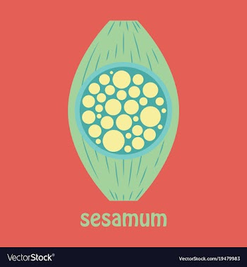 Flat of the normal sesamoid bone external and vector image