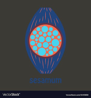 Flat of the normal sesamoid bone external and vector image