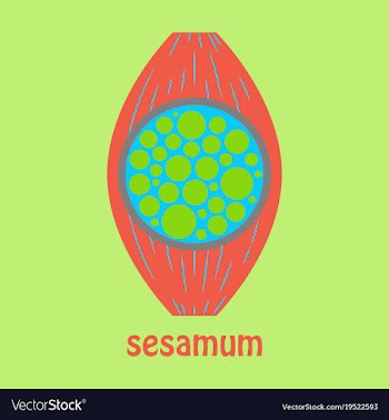Flat of the normal sesamoid bone external and vector image