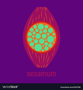Flat of the normal sesamoid bone external and vector image