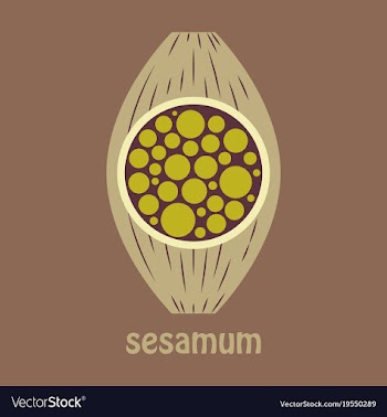 Flat of the normal sesamoid bone external and vector image
