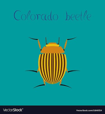Flat on background Colorado beetle vector image