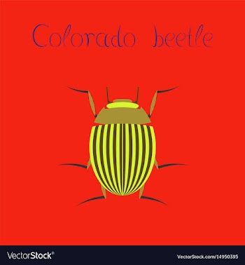 Flat on background colorado beetle vector image