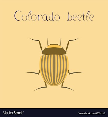 Flat on background colorado beetle vector image