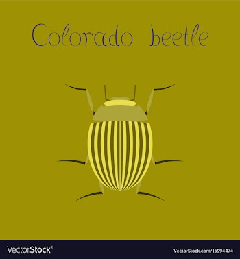 Flat on background colorado beetle vector image