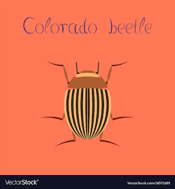 Flat on background colorado beetle vector image