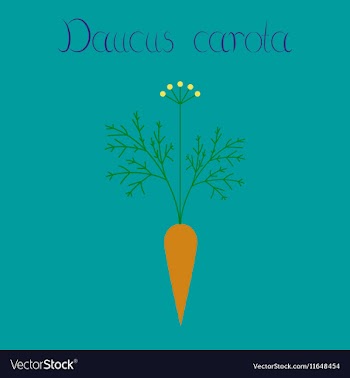 Flat on background daucus carota vector image