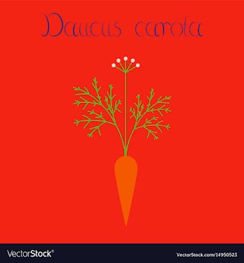 Flat on background daucus carota vector image