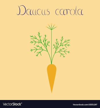 Flat on background daucus carota vector image
