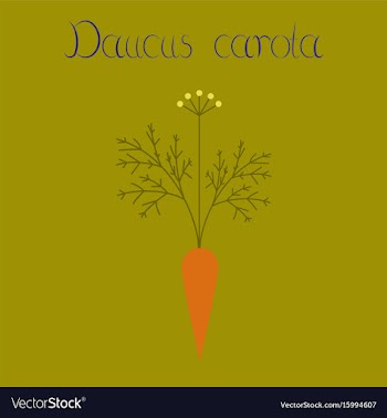 Flat on background daucus carota vector image