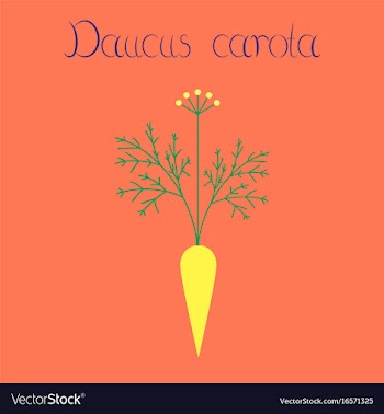 Flat on background daucus carota vector image
