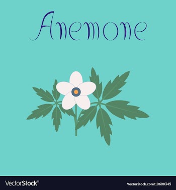 Flat on background flower Anemone vector image
