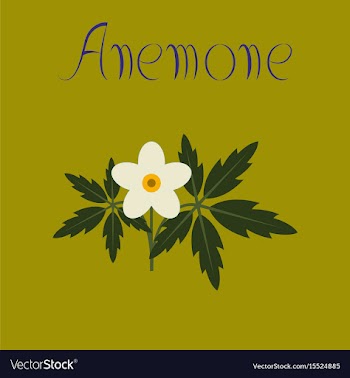 Flat on background flower anemone vector image