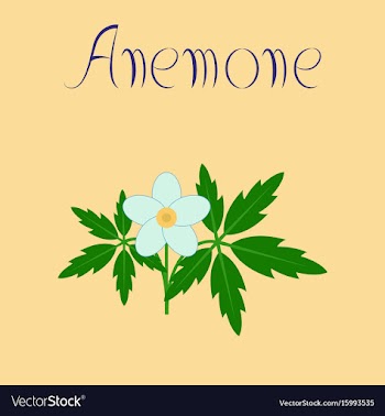 Flat on background flower anemone vector image