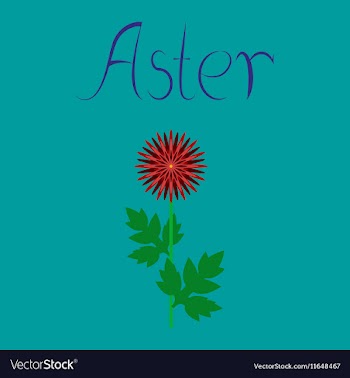 Flat on background flower aster vector image
