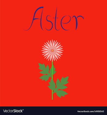 Flat on background flower aster vector image