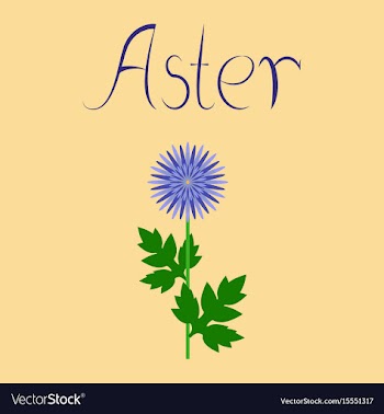 Flat on background flower aster vector image