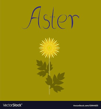 Flat on background flower aster vector image