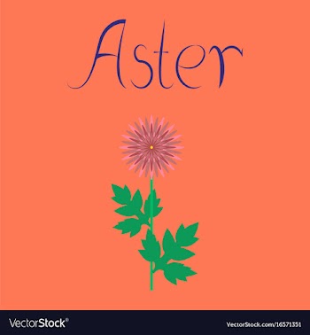 Flat on background flower aster vector image