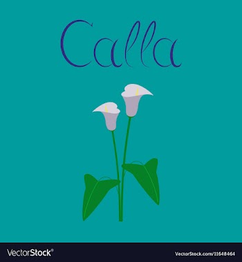 Flat on background flower calla vector image