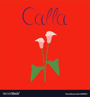 Flat on background flower calla vector image