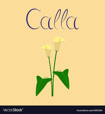 Flat on background flower calla vector image