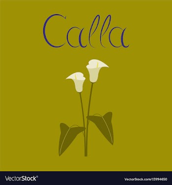 Flat on background flower calla vector image